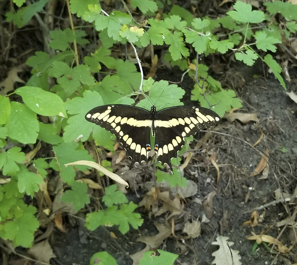 giant swallowtail butterfly range