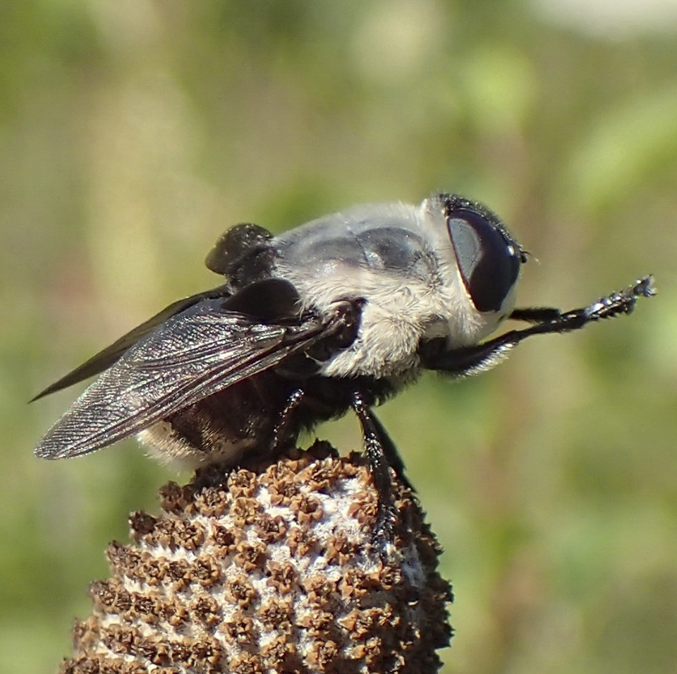Minnesota Seasons - rodent bot flies (Cuterebra spp.)