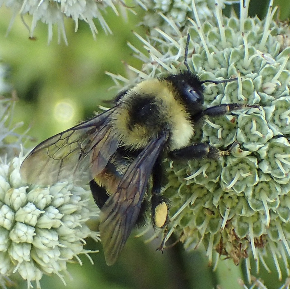 Meet the rusty patched bumblebee, Minnesota's new bee ambassador