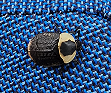American carrion beetle