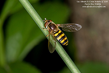 American hover fly