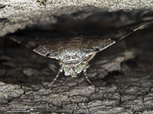 American idia moth