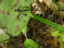 American pelecinid wasp