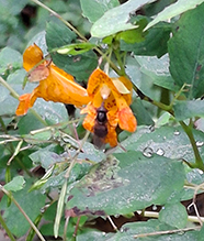 American snout fly