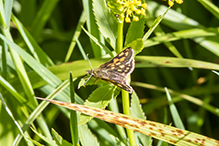 Arctic skipper
