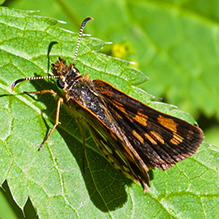Arctic skipper
