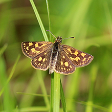 Arctic skipper