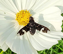adorned bee fly