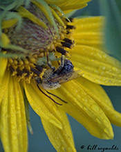 agile longhorn bee on Maximilian’s sunflower