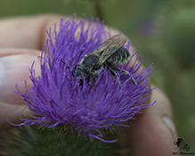 alfalfa leafcutting bee