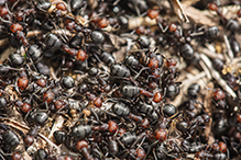 ant (Formica sp.)