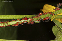 aphid (Uroleucon sp.)