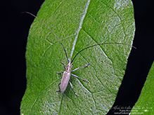 ashen long-horned beetle