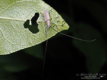 ashen long-horned beetle