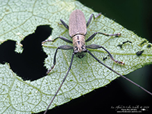 ashen long-horned beetle