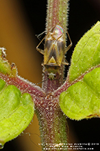 Blatchley’s plant bug