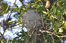 bald-faced hornet nest