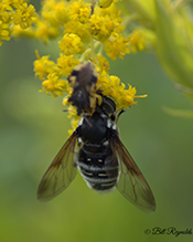 bald-faced hornet fly
