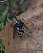 bald-faced hornet fly