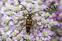 banded longhorn beetle