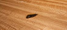 banded tussock moth