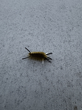 banded tussock moth