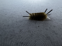 banded tussock moth
