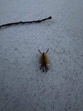 banded tussock moth