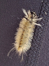 banded tussock moth
