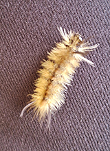 banded tussock moth