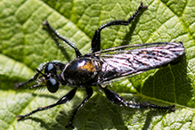 bee-mimic robber fly (Laphria sp.)
