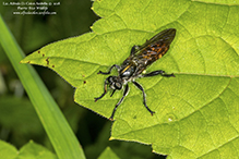 bee-mimic robber fly (Laphria index or Laphria ithypyga)