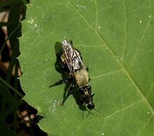 bee-mimic robber fly (Laphria posticata)
