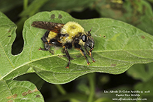 bee-mimic robber fly (Laphria thoracica)