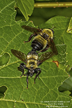 bee-mimic robber fly (Laphria thoracica)