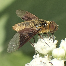 bee fly (Chrysanthrax cypris)