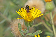 bee fly (villa lateralis)