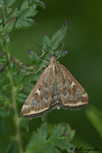 beet webworm moth