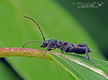 bimaculate longhorn beetle
