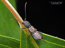 bimaculate longhorn beetle