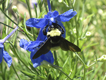 black-and-gold bumble bee