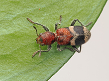 black-legged checkered beetle
