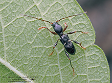 black-legged long-horned beetle