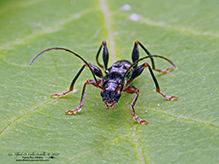 black-legged long-horned beetle