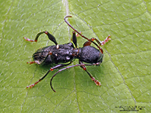 black-legged long-horned beetle