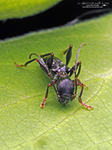 black-legged long-horned beetle