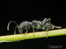 black-legged long-horned beetle