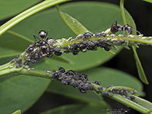 black bean aphid