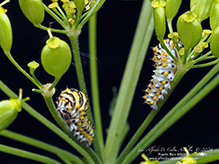 black swallowtail
