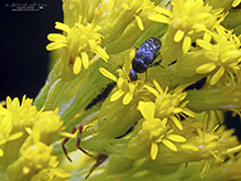blistered tumbling flower beetle